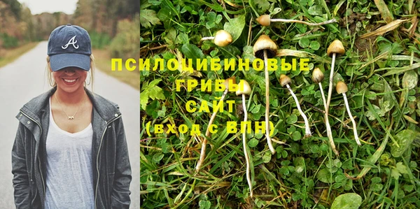 ПСИЛОЦИБИНОВЫЕ ГРИБЫ Инта